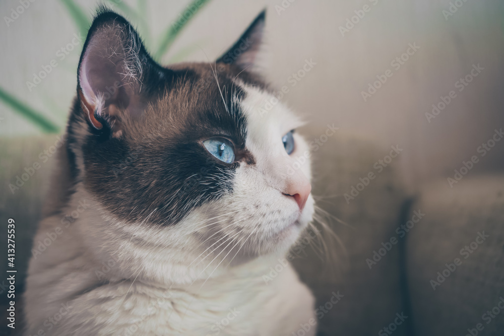 profile of cat with blue eyes