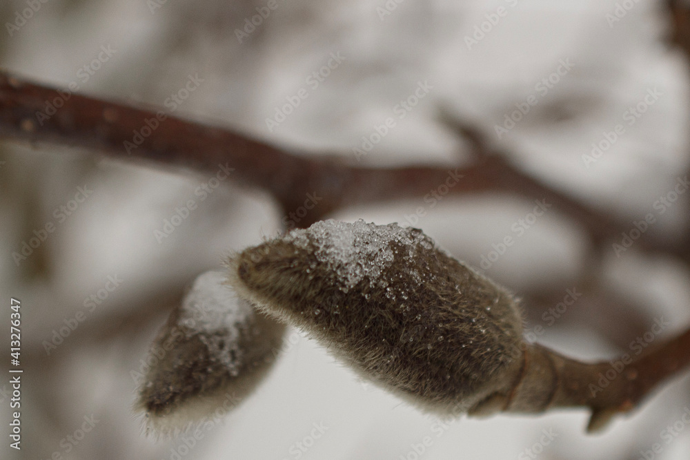 Obraz premium beans on a tree