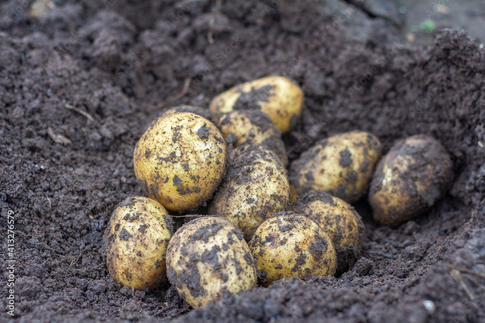 Young, just dug up, potatoes on the ground.Harvesting., Young, just dug up, potatoes on the ground.Harvesting.,