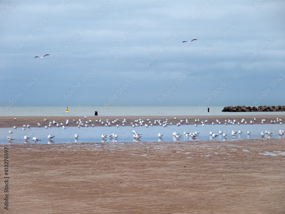 Two persons walking at the beach where many seagulls seek a place to rest