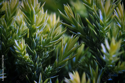 Macro of yellow new growth tips on a Holger Juniper