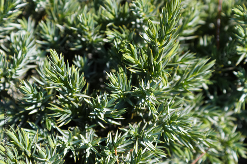 Dense foliage of branch tips on a Blue Star Juniper photo