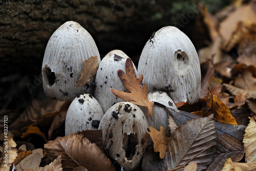 The Common Inkcap (Coprinopsis atramentaria) is an inedible mushroom