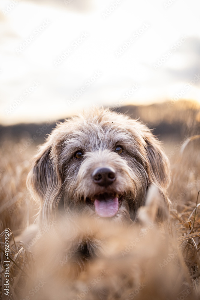 Dog in the FIelds