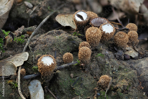 The Fluted Bird Nest (Cyathus striatus) is an inedible mushroom