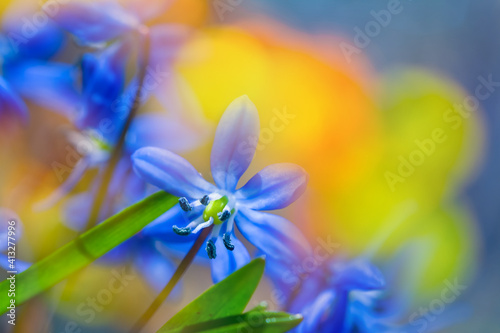 heap of blue spring snowdrop in a forest, beautiful natural spring background © Yuriy Kulik