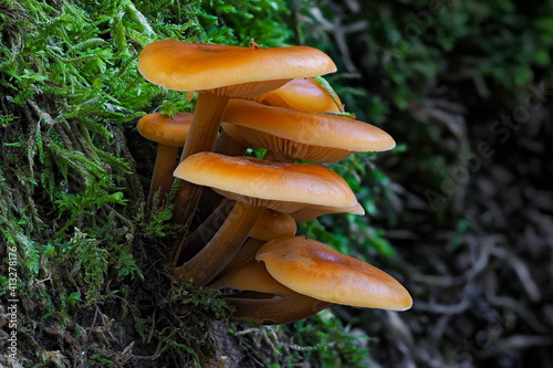 The Velvet Shank (Flammulina velutipes) is an edible mushroom