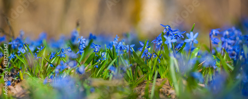 heap of blue spring snowdrop in a forest, beautiful natural spring background