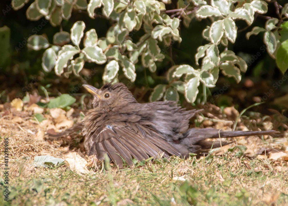 baby blackbird sunbathing on a sunny day in spring baby blackbird sunbathing on a sunny day in spring