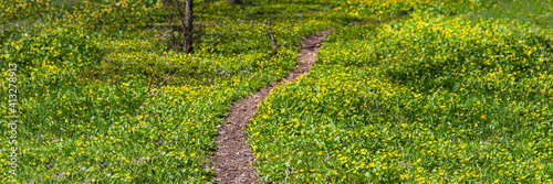 small ground road through the green forest glade with flowers, natural outdoor seasonal background