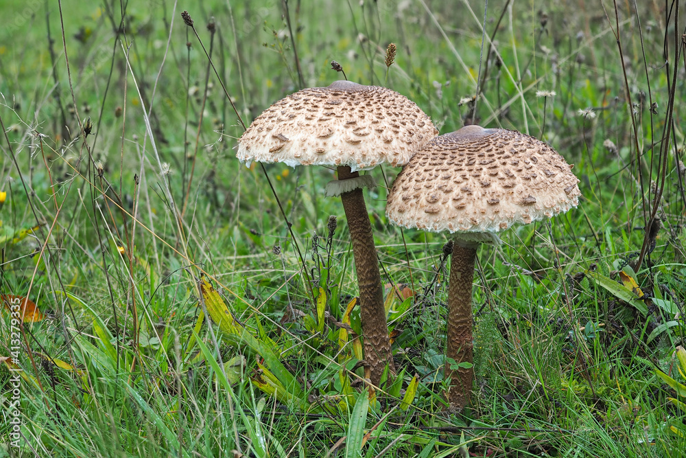 Macrolepiota procera, the parasol mushroom, is a basidiomycete fungus with a large, prominent fruiting body resembling a parasol. Macrolepiota procera, the parasol mushroom, is a basidiomycete fungus with a large, prominent fruiting body resembling a parasol.