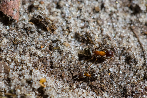closeup brown huge ant crawl on a sandf © Yuriy Kulik