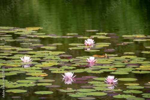 beautiful pink lilies and their reflections in the lake