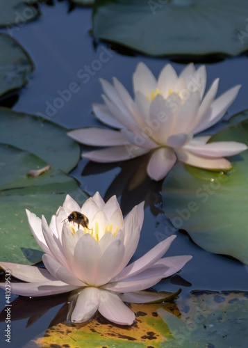 bee collecting pollen from lily