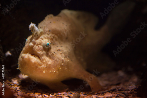 Striated frogfish (Antennarius striatus).