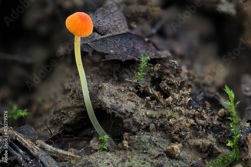 The Orange Bonnet (Mycena acicula) is an inedible mushroom photo