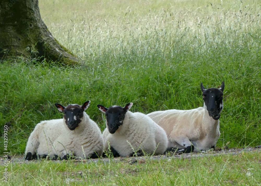 pretty white sheep and lambs with black faces
