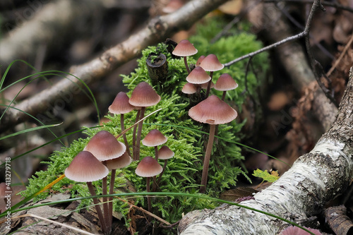 The Burgundydrop Bonnet (Mycena haematopus) is an inedible mushroom photo