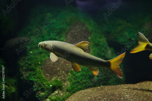 Foto European barbel (Barbus barbus).