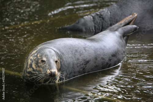 Grey seal (Halichoerus grypus). © Vladimir Wrangel