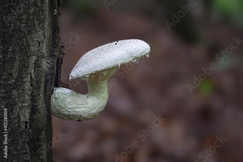 Pleurotus dryinus is a species of fungus in the family Pleurotaceae.