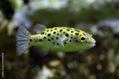 Green spotted puffer (Tetraodon nigroviridis). photo
