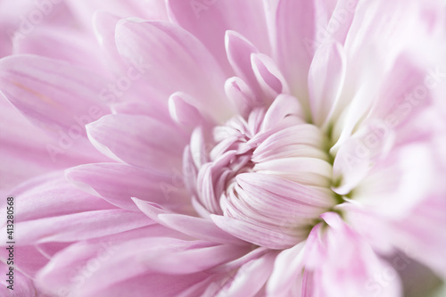 Original close up botanical photograph of a light pink mum with focus on the inner petals