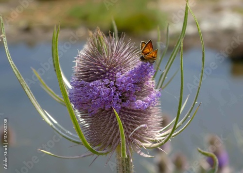 small skipper butterfly on a teasel dispacus fullonum photo