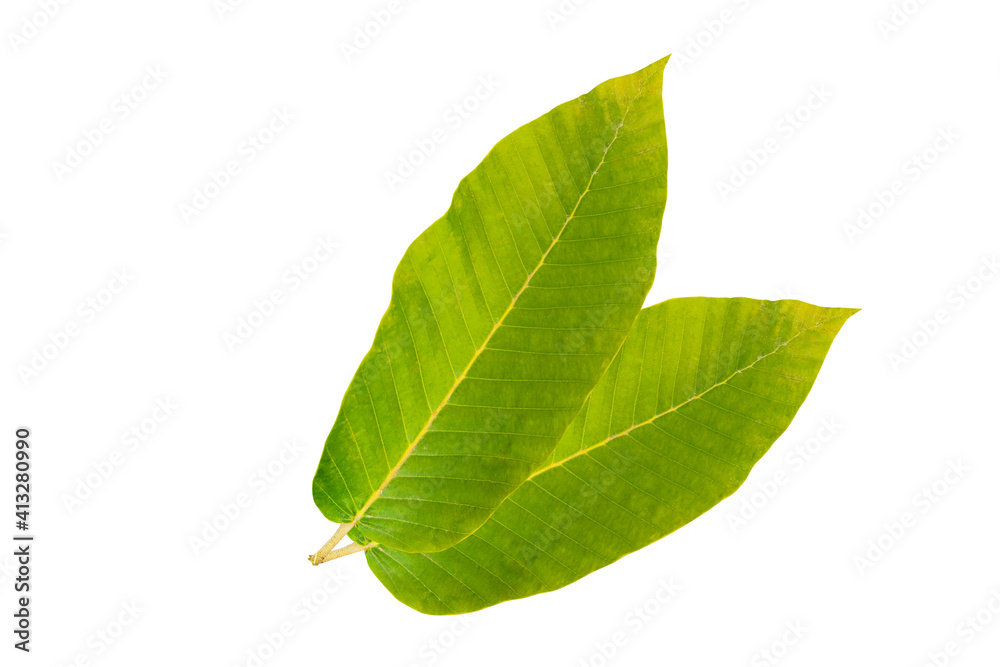 Fototapeta premium Green leaves tropical rainforest foliage plant isolated on white background, clipping path included. Gurjan,Dipterocarpus leaves.