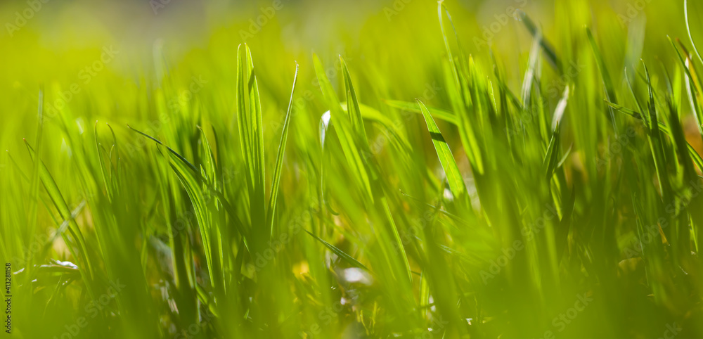 Obraz premium closeup fresh green grass on a forest glade, beautiful spring natural background