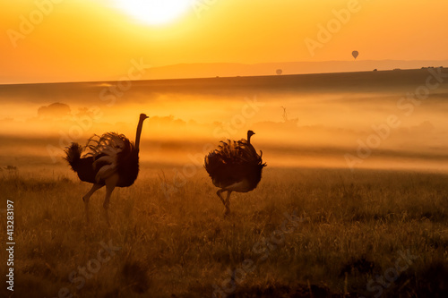 Ostrich (Struthio camelus) walking, at sunrise with mist over the plains, in the Masai Mara National Reserve, Kenya