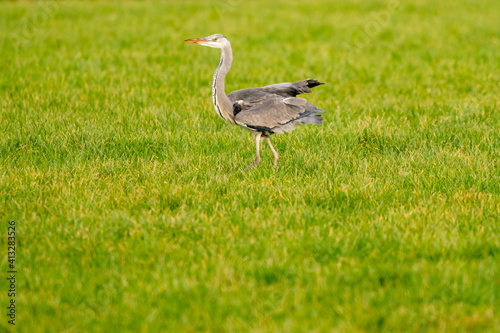 Great Blue Heron runs on the green grass with the spread wings, background out of focus, with natural tones