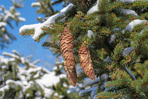  Fichtenzapfen am Baum im Winter