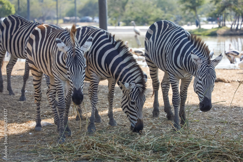 The family burchell zebra is eatting in farm