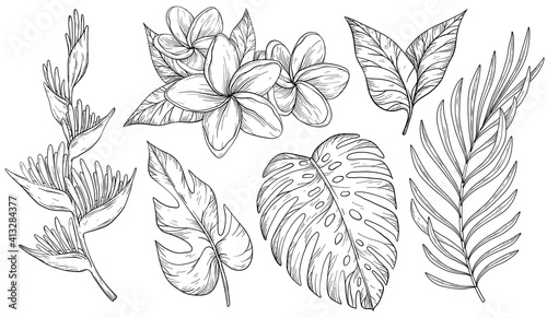 Set of tropical leaves. Palm, banana leaf, monstera, heliconia and Frangipani flowers. Black and white © acnaleksy