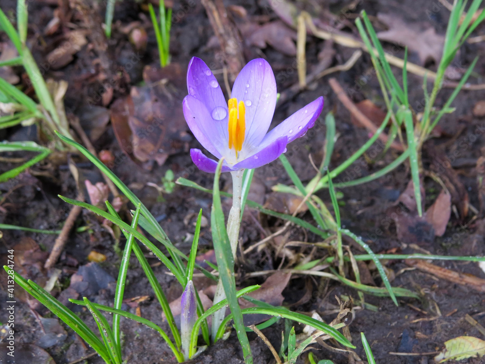 pretty purple crocus drying off after the rain pretty purple crocus drying off after the rain