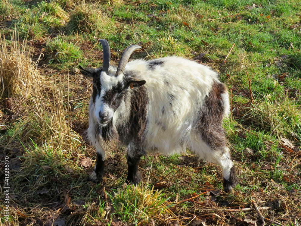 Fototapeta premium cute black and white goat enjoying some winter sunshine