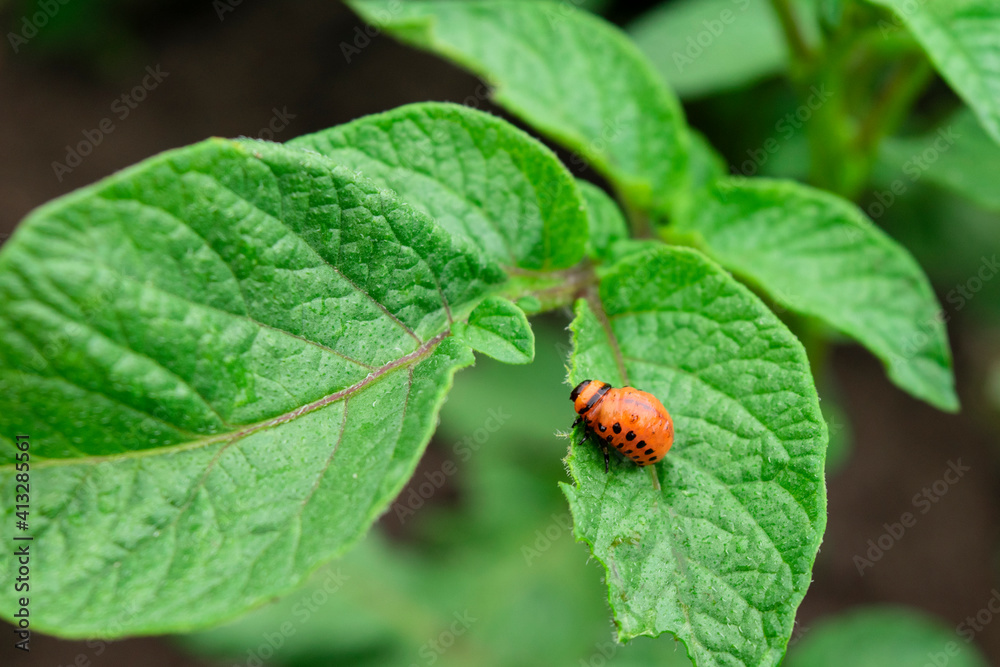The Colorado bug eating potato leaves. Potato beetle, red larva eating plants. The Colorado bug eating potato leaves. Potato beetle, red larva eating plants.