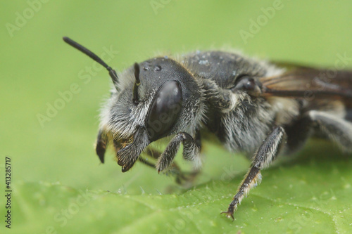 Detailed closeup of the  Viper's Bugloss Mason Bee , Hoplitis adunca on a green leaf photo