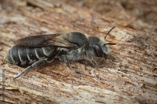 Lateral close up of the Viper's Bugloss Mason Bee , Hoplitis adunca on a wood photo