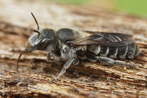 Lateral close up of the Viper's Bugloss Mason Bee , Hoplitis adunca on a wood photo