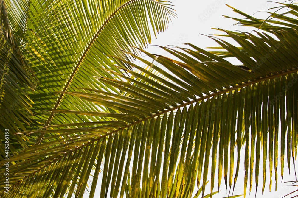 Fototapeta premium Saw blades