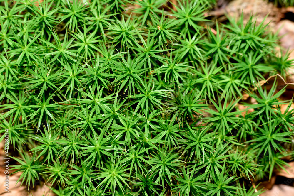 green moss in forest mulch enlarged green moss in forest mulch enlarged