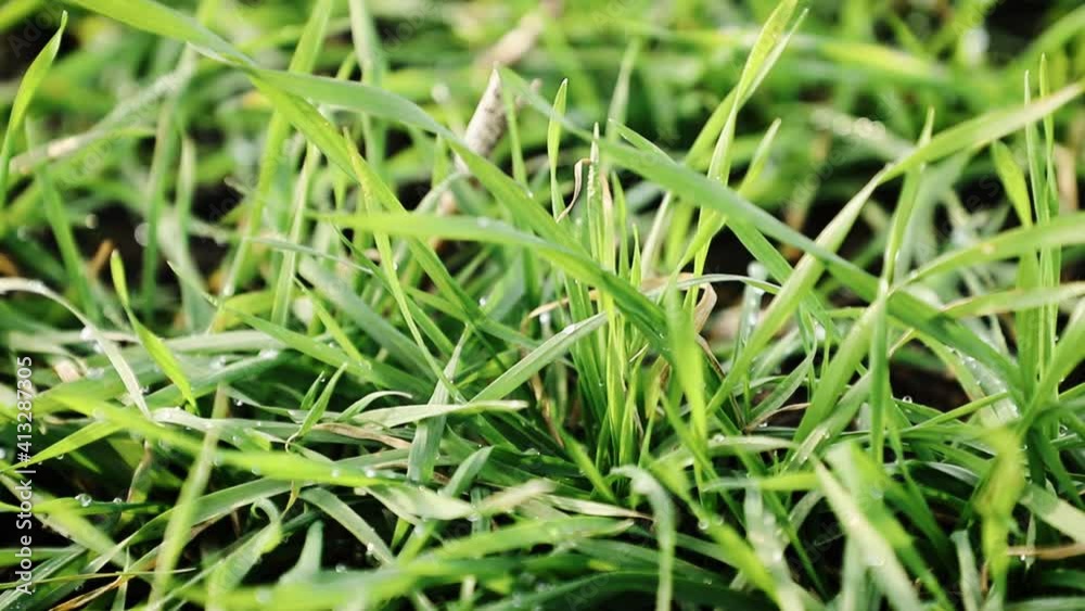 Wheat field in early spring. First shoots winter crops. Saturated greens sprouted on a field of wheat in drops of morning dew. Close-up. Organic farming fields Wheat field in early spring. First shoots winter crops. Saturated greens sprouted on a field of wheat in drops of morning dew. Close-up. Organic farming fields