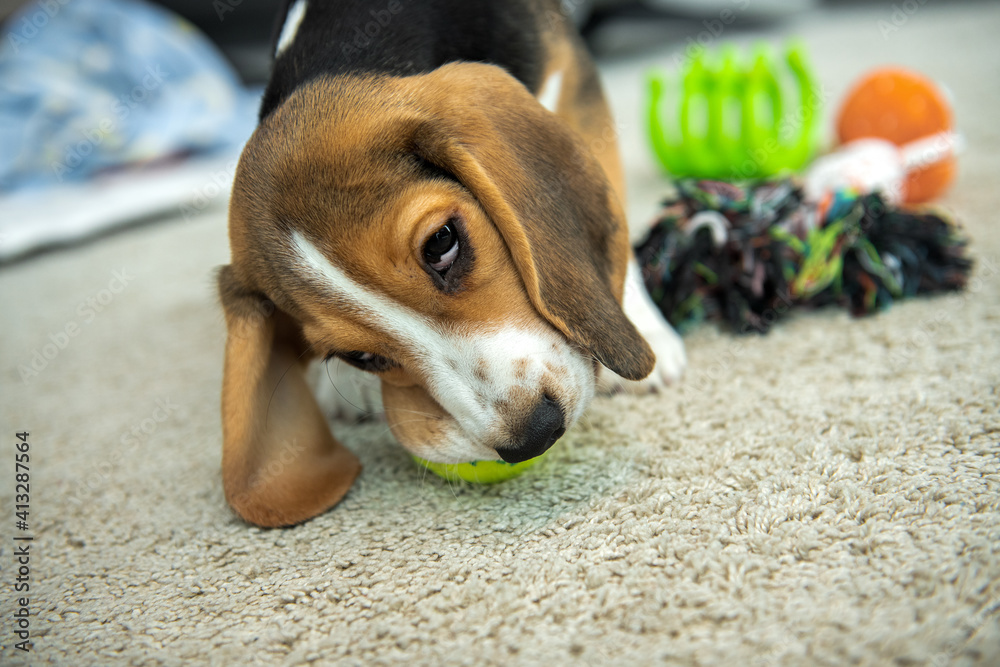 młody szczeniaczek beagle bawi się gumową zieloną piłka - obrazy, fototapety, plakaty 