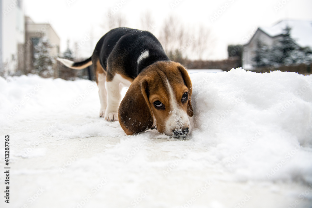 szczeniak beagle poznaje pierwszy śnieg. zabawa i nowe doświadczenie - obrazy, fototapety, plakaty 