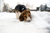 szczeniak beagle poznaje pierwszy śnieg. zabawa i nowe doświadczenie