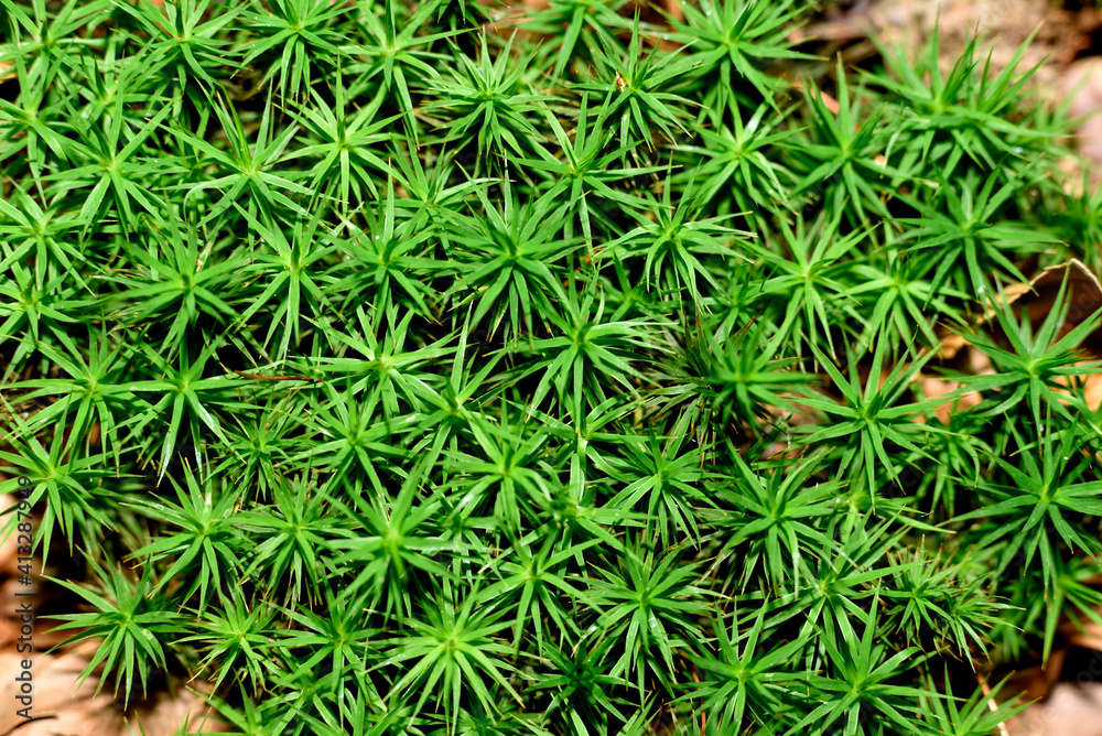 green moss in forest mulch enlarged green moss in forest mulch enlarged