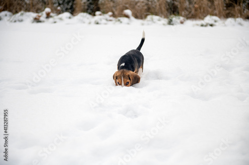 węszący w śniegu mały beagle 