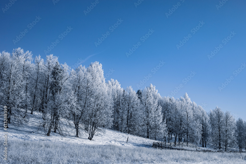 Winter Christmas idyllic landscape. White trees in the forest covered with snow, drifts and snowfall against the blue sky on a sunny day in nature outdoors, blue tones Winter Christmas idyllic landscape. White trees in the forest covered with snow, drifts and snowfall against the blue sky on a sunny day in nature outdoors, blue tones